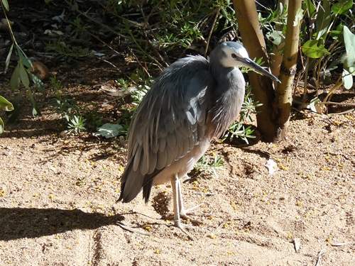 Weißgesichtsreiher